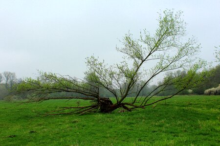 Willow plant spring photo