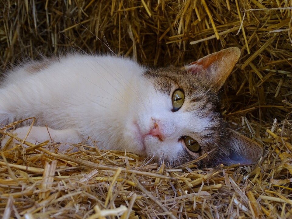 Rest mammal cat face