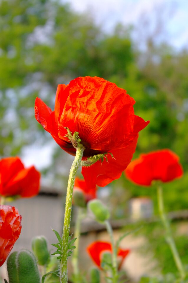 Mack summer blooming