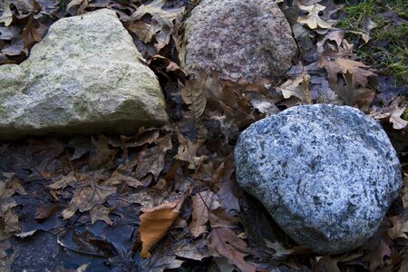 Outdoors moss wood