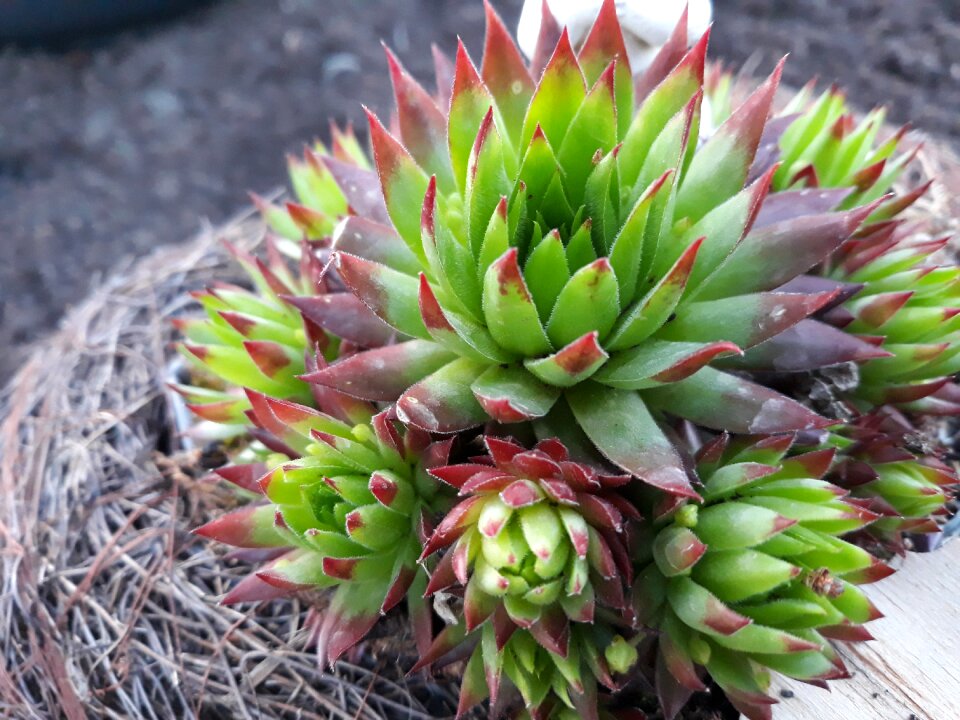 Leaf juice plant flower