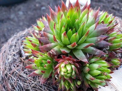 Leaf juice plant flower photo