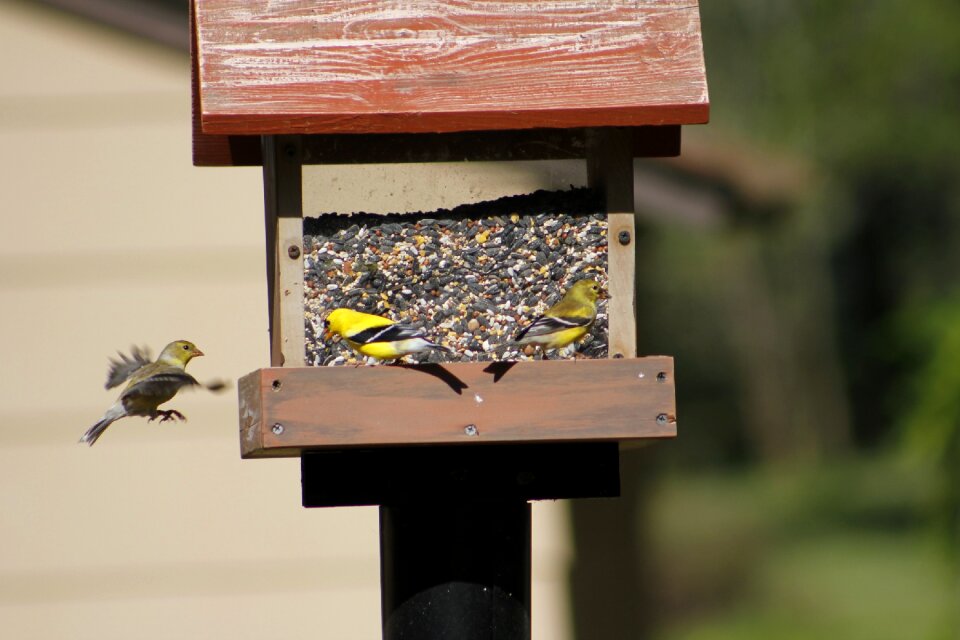 Feeder nature wildlife