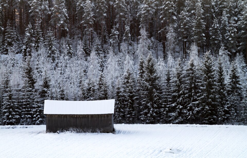 Cold forest field