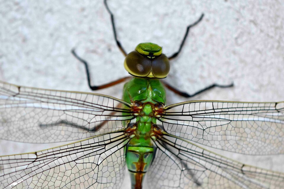 Invertebrate wildlife
