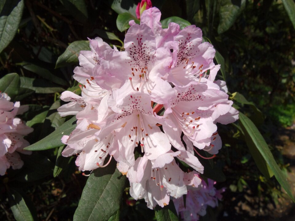 Garden leaf rhododendron