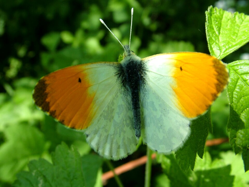 Animal world butterfly flight insect