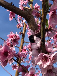 Flower peach growth photo