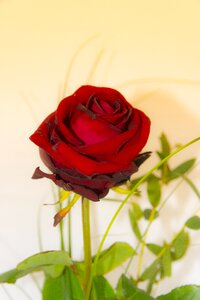 Rose nature romance