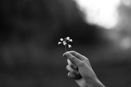 Blossom bloom hand