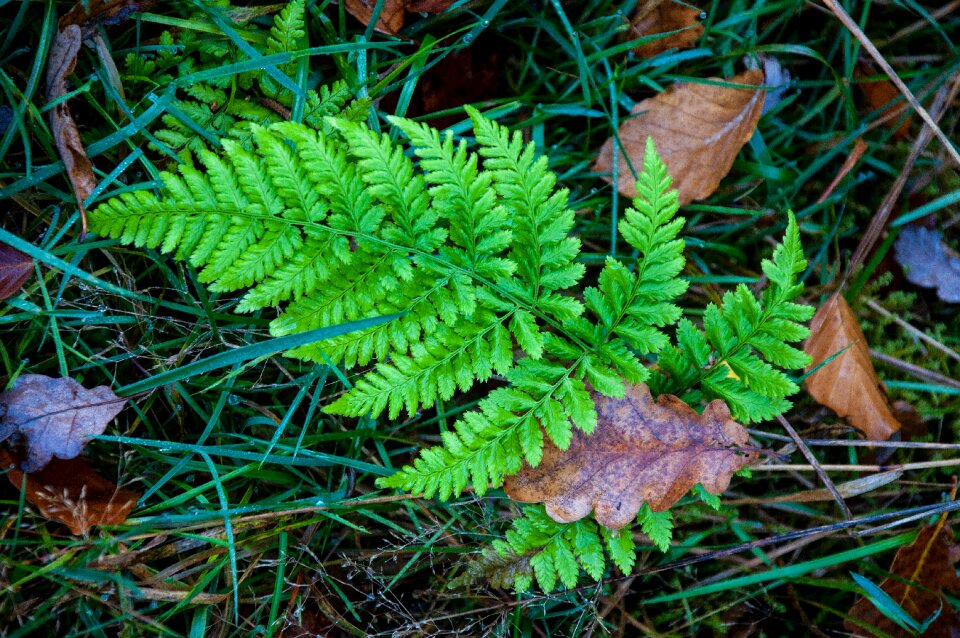 Plant nature environment