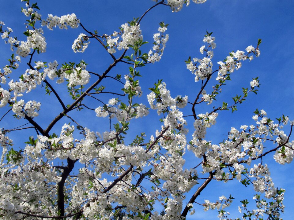 Sour cherry flower branch