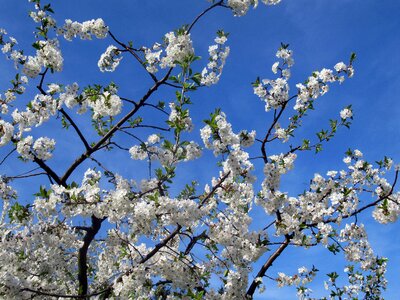 Sour cherry flower branch