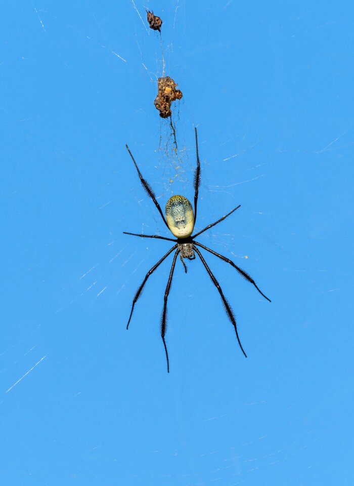 Insect nature animal