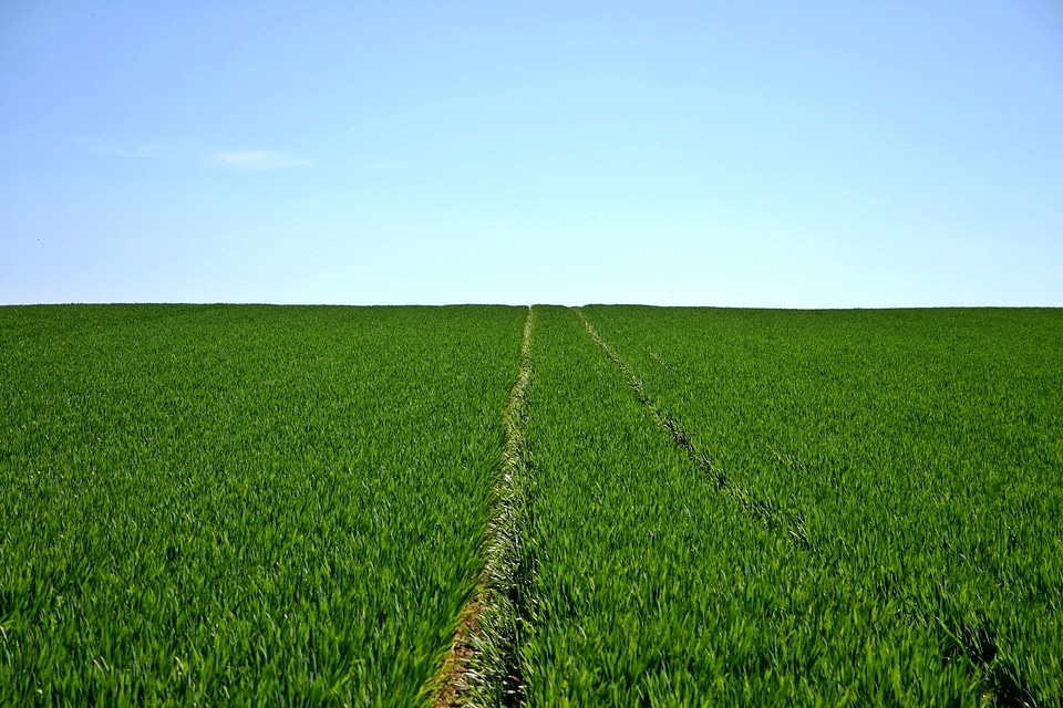 Sky horizon agriculture