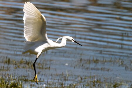 Garceta común water birding