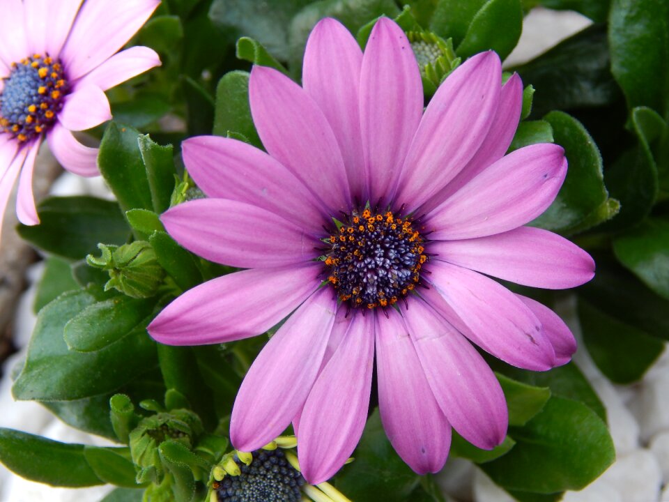 Purple flower plant nature