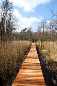 Landscape away swamp