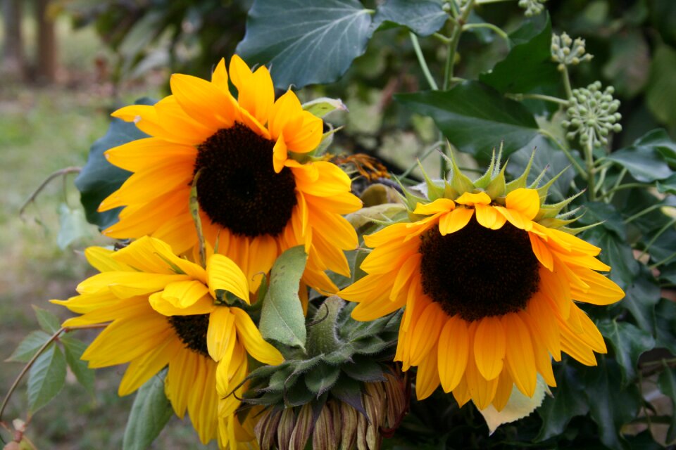 Garden leaf sunflower