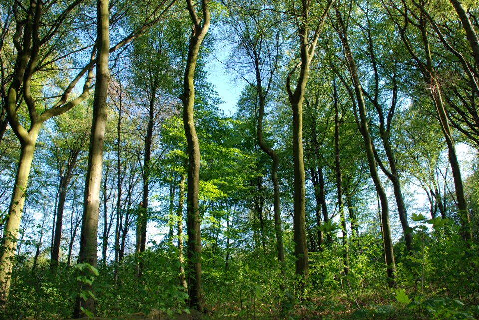 Forest light tree
