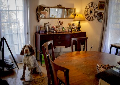 Indoors chair dog photo