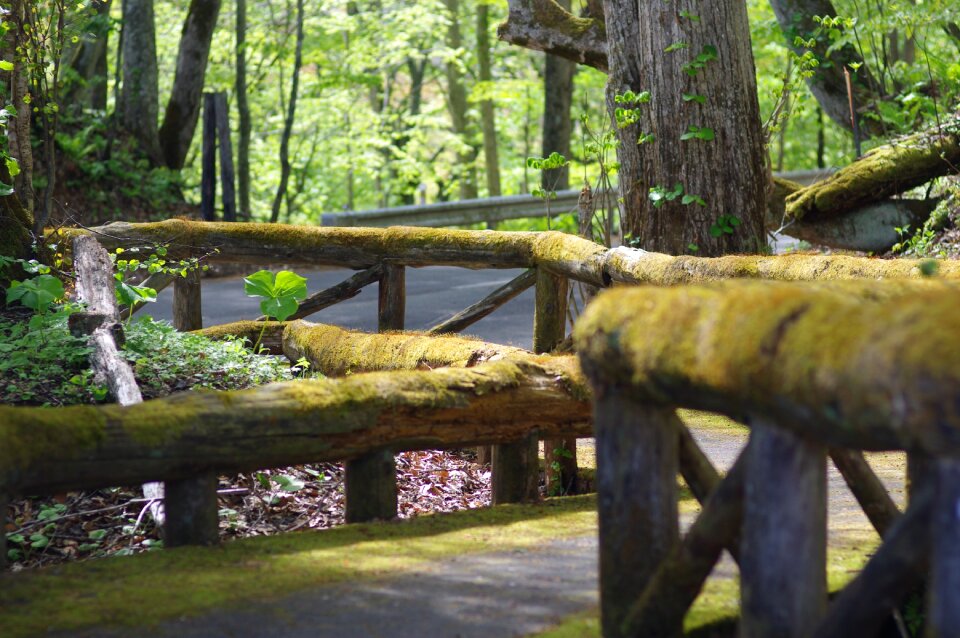 Wooden path mossy handrail