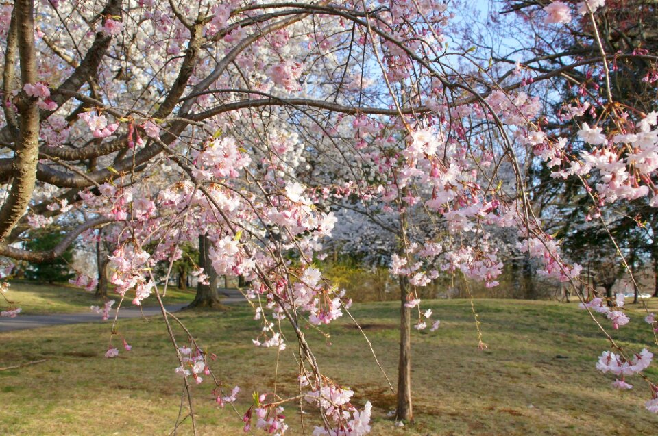 Branch season spring