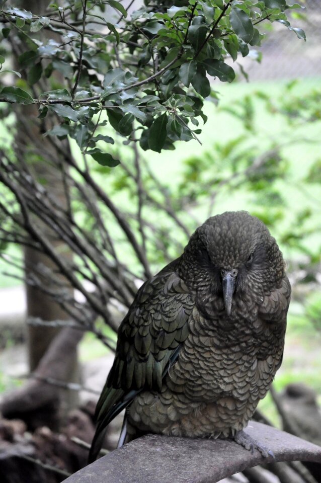 Tree animal outdoors