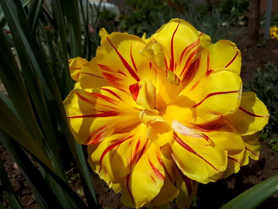 Nature plant flower