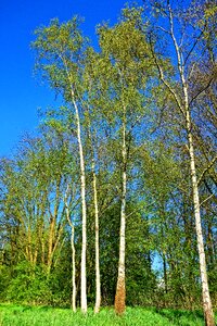 Birch grove white trunk