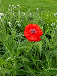 Flower flora poppy