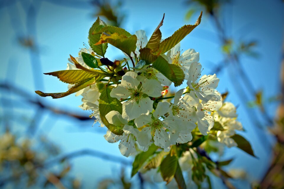 Fruit plant nature