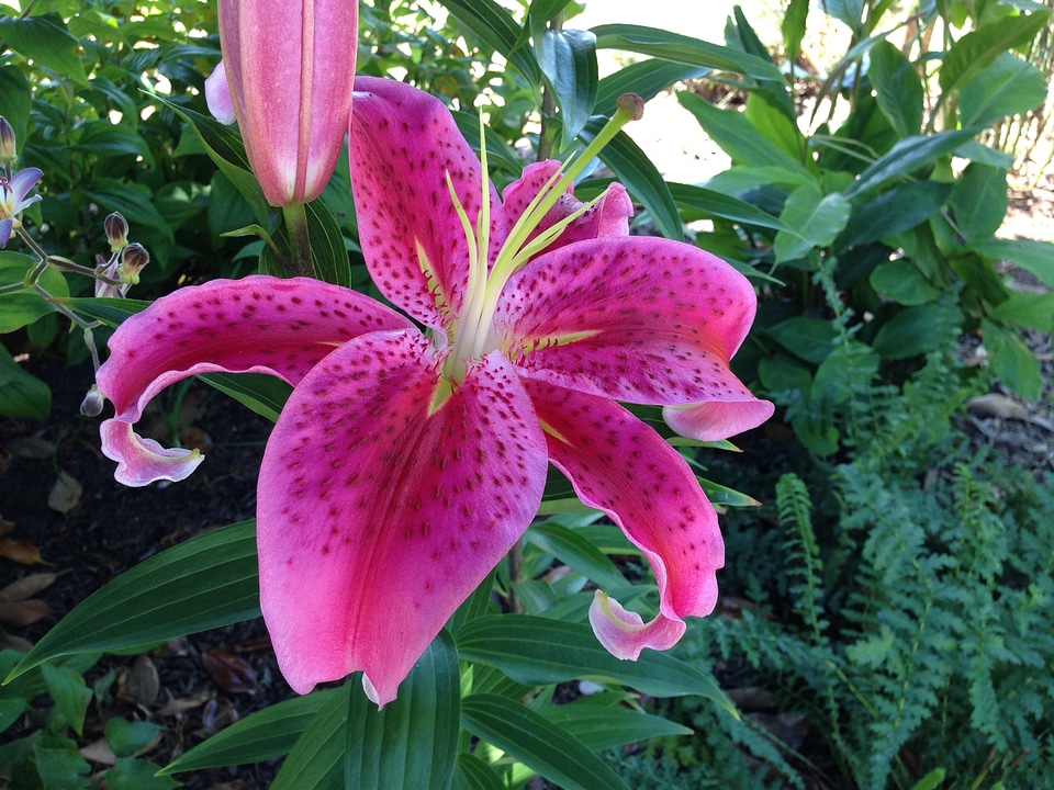 Plant natural blossom