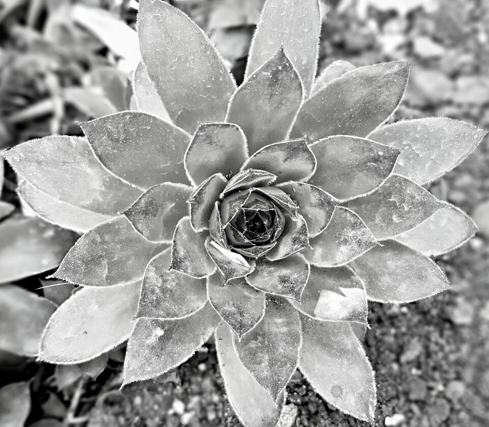 Symmetry flower flora