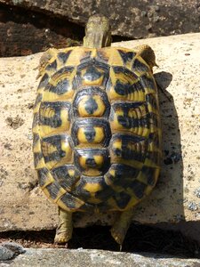 Effort protected species testudines