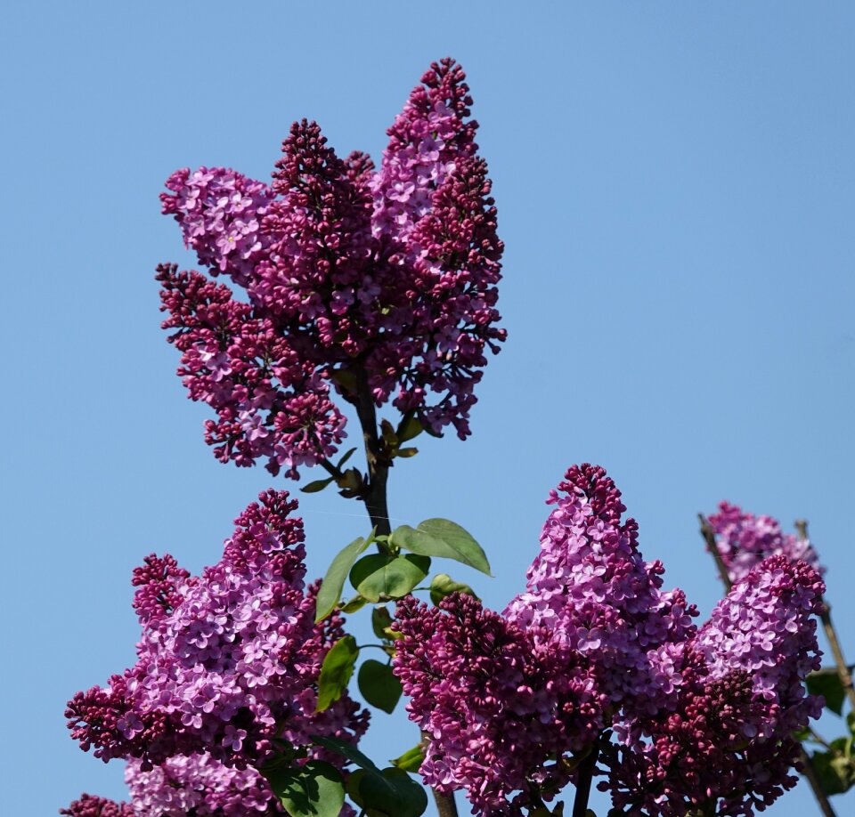 Plant tree nature photo