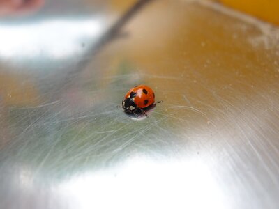 Ladybug beetle bespozvonochnoe