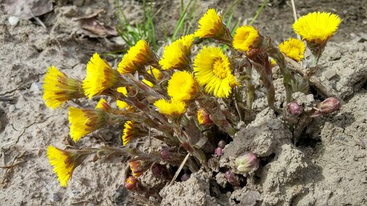 Leaf blooming floral