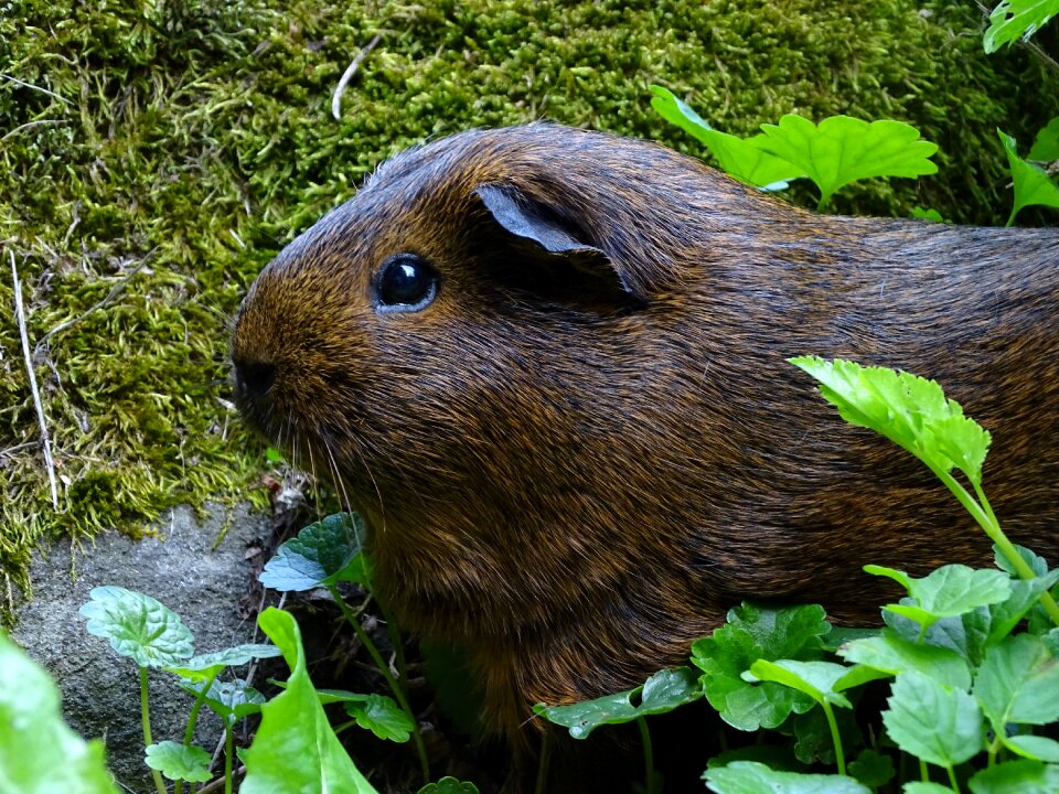 Animal hairy cute