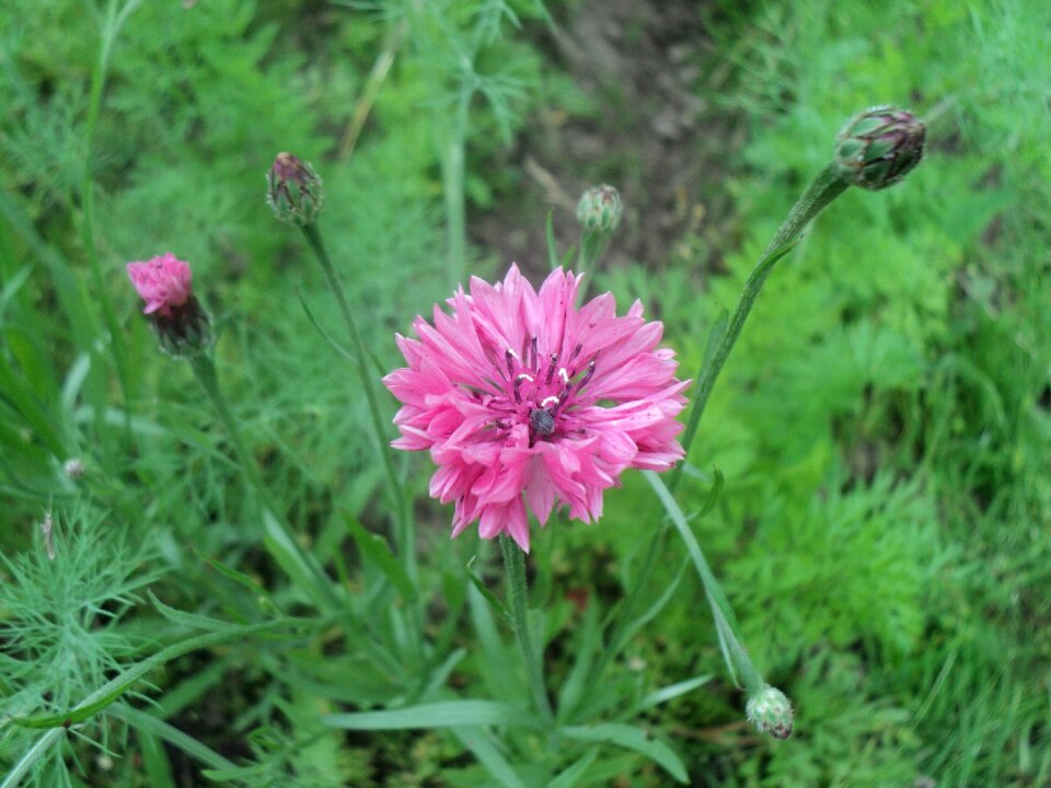 Summer garden knapweed