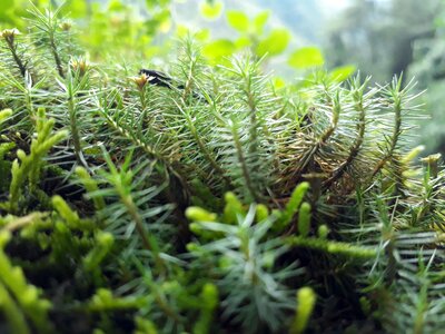 Plant sewing needle leaf
