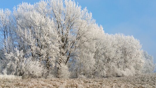 Tree winter snow