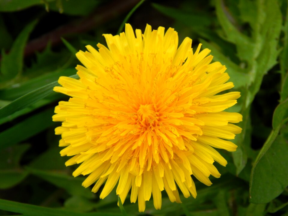Dandelions plants macro