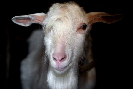 Mammals animals cute
