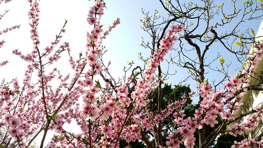 Quarter cherry tree flowers