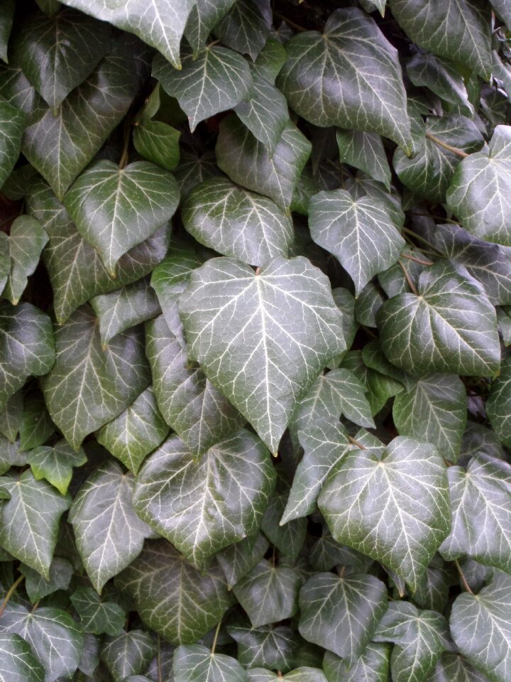 Garden pattern climber plant