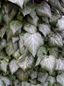 Garden pattern climber plant