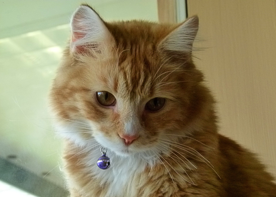 Cat feline facial