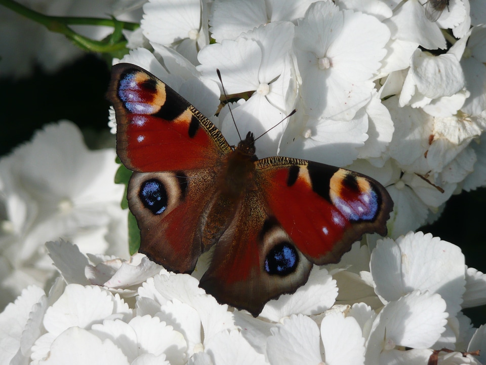 Animal close up summer