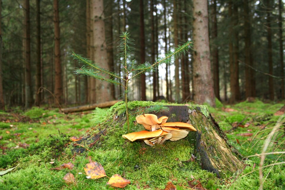 Leaf plant softwood photo